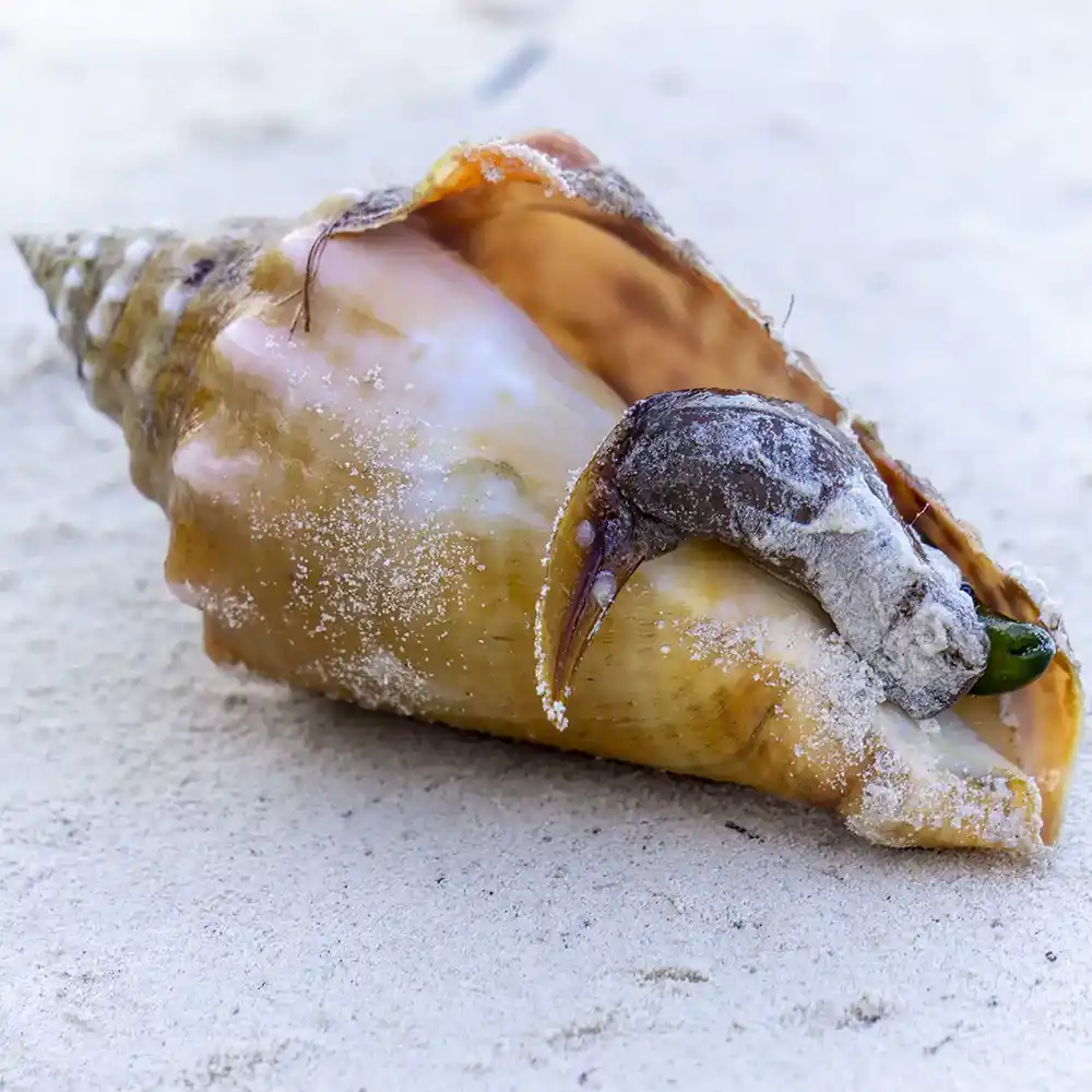 About us - Mexico Holbox