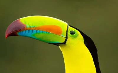 Costa Rica Travel Guide – Pura Vida Tips, Surf & Jungle Chaos