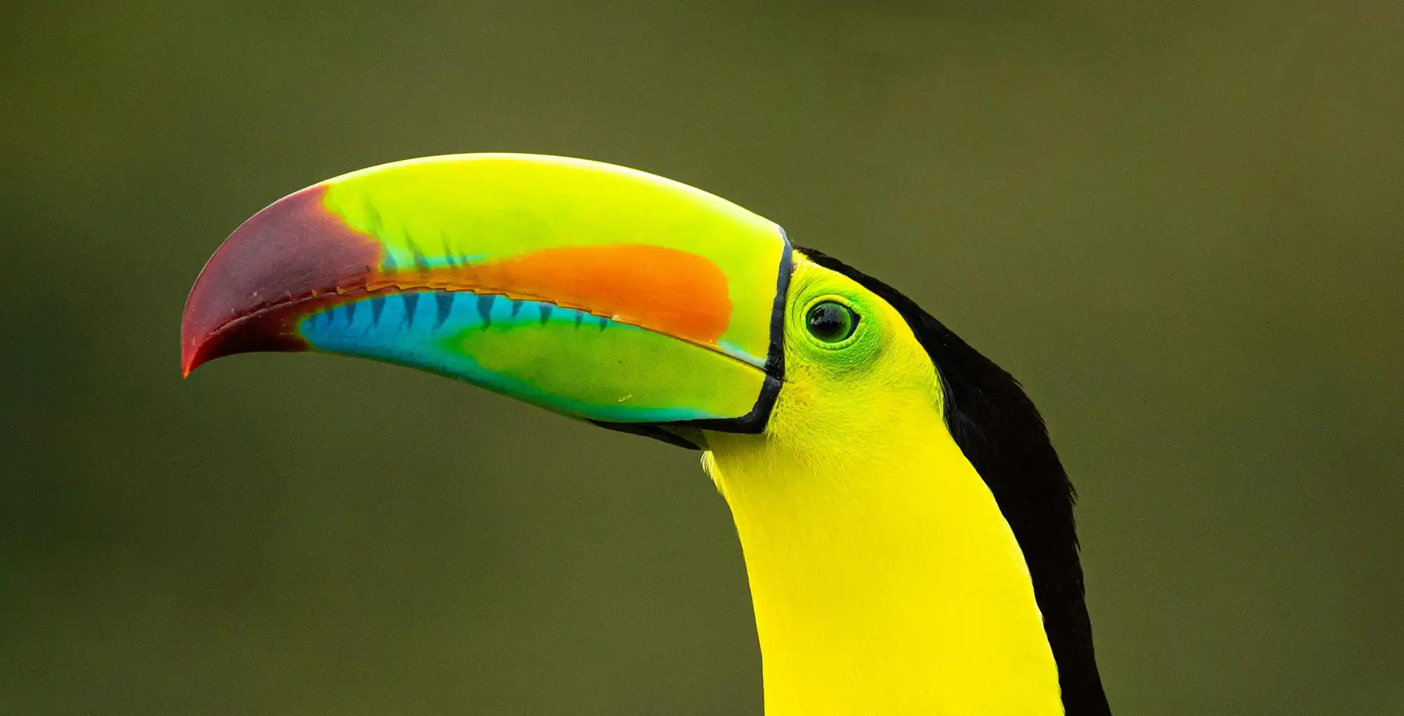 Costa Rica Travel Guide – Pura Vida Tips, Surf & Jungle Chaos Costa Rica Travel Guide – Pura Vida Tips, Surf & Jungle Chaos