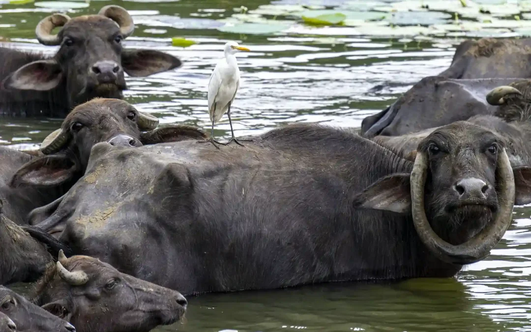 🇱🇰 Sri Lanka Travel Guide – Monsoons, Tea & Temples