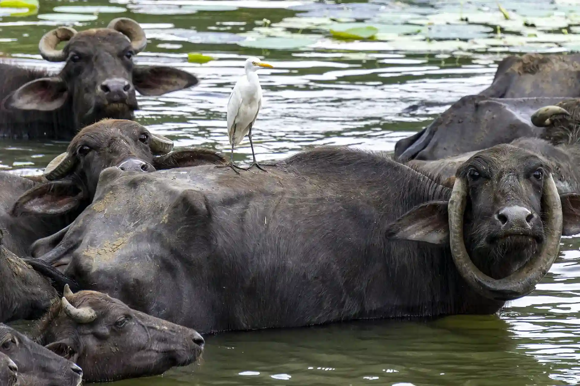 Sri Lanka travel guide Sri Lanka travel guide