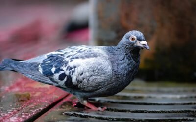 30+ Fun Things to Do in Belgium When It Rains – Your Ultimate Rainy Day Escape Plan